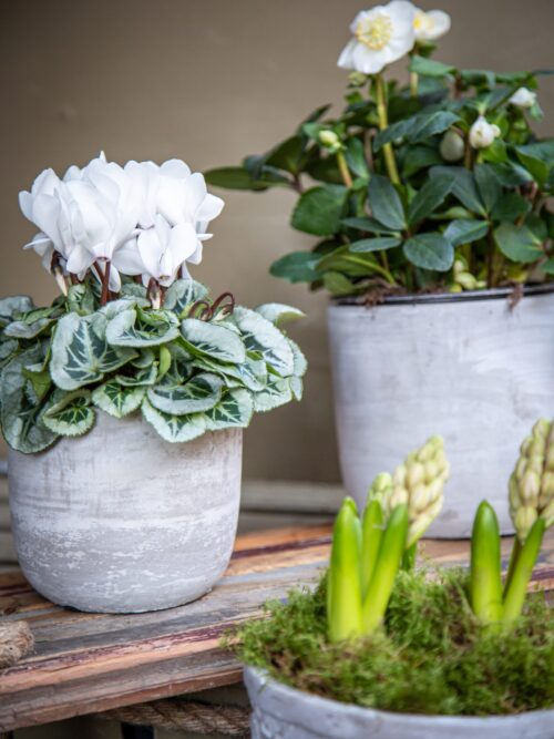 Plants