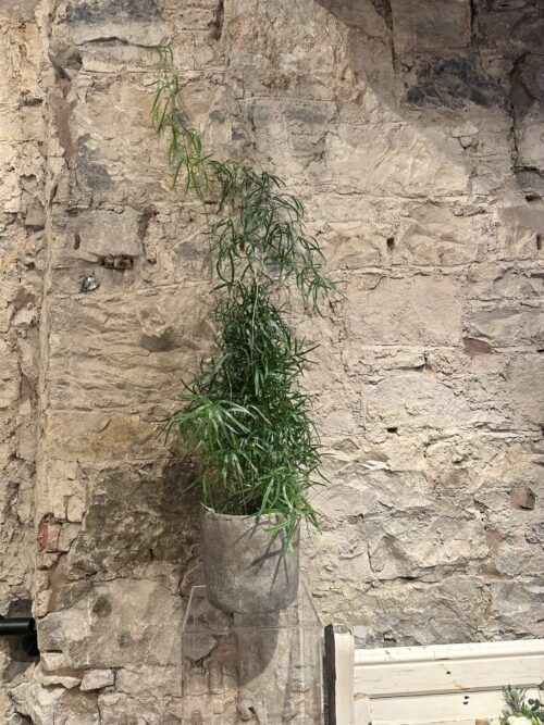 Asparagus Falcatus Fern Planter