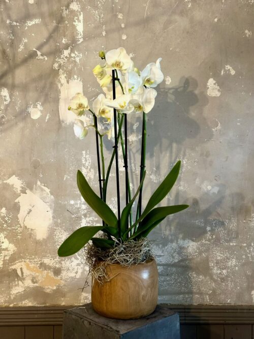 Phalaenopsis Orchid in Wood Planter