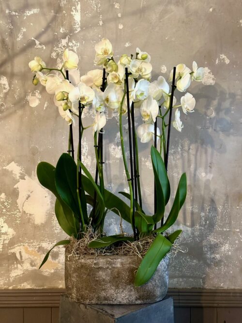 Double Phalaenopsis Orchids in Stone Planter