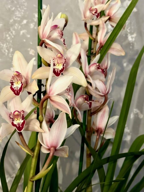 Cymbidium Orchid