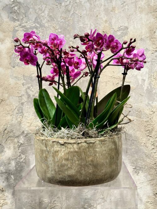 Phalaenopsis Multiflora Orchids in Ceramic Glazed Bowl Planter