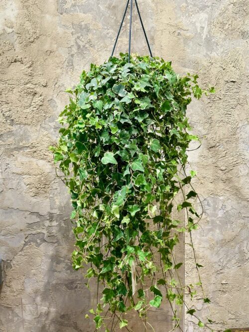 Hanging Ivy