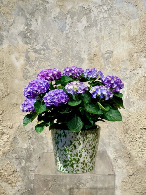 The Blousy Hydrangea